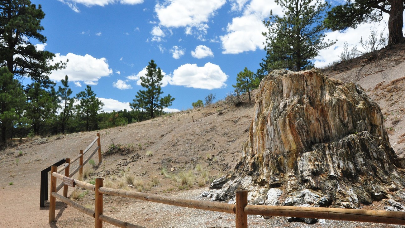 Big Stump behind fence on a spring day